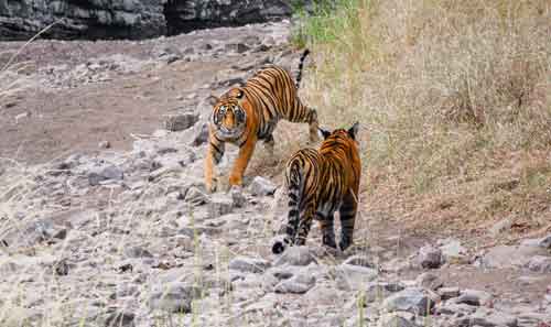 delhi-agra-ranthambore-jaipur-7-days-golden-triangle-tour